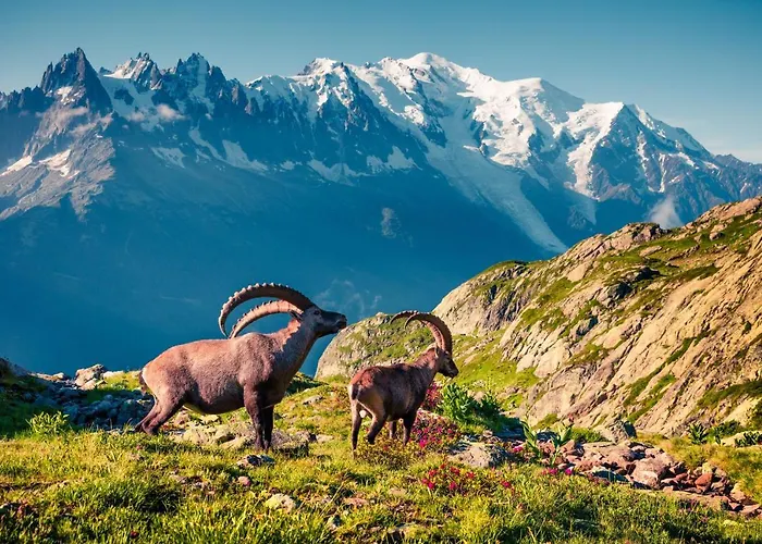 Sud - Balme 109 - Happy * Chamonix