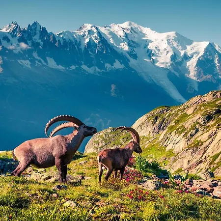 Sud - Balme 109 - Happy * 霞慕尼